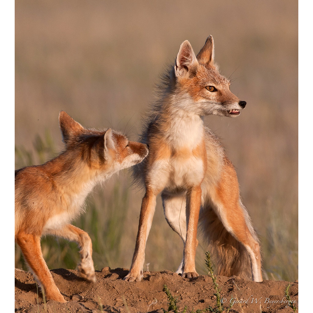 Vulpes velox Фото №6