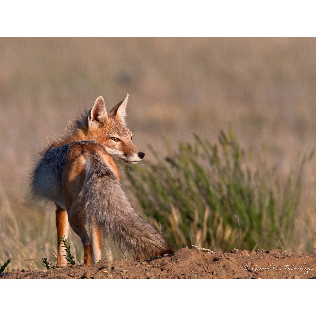 Vulpes velox Фото №7