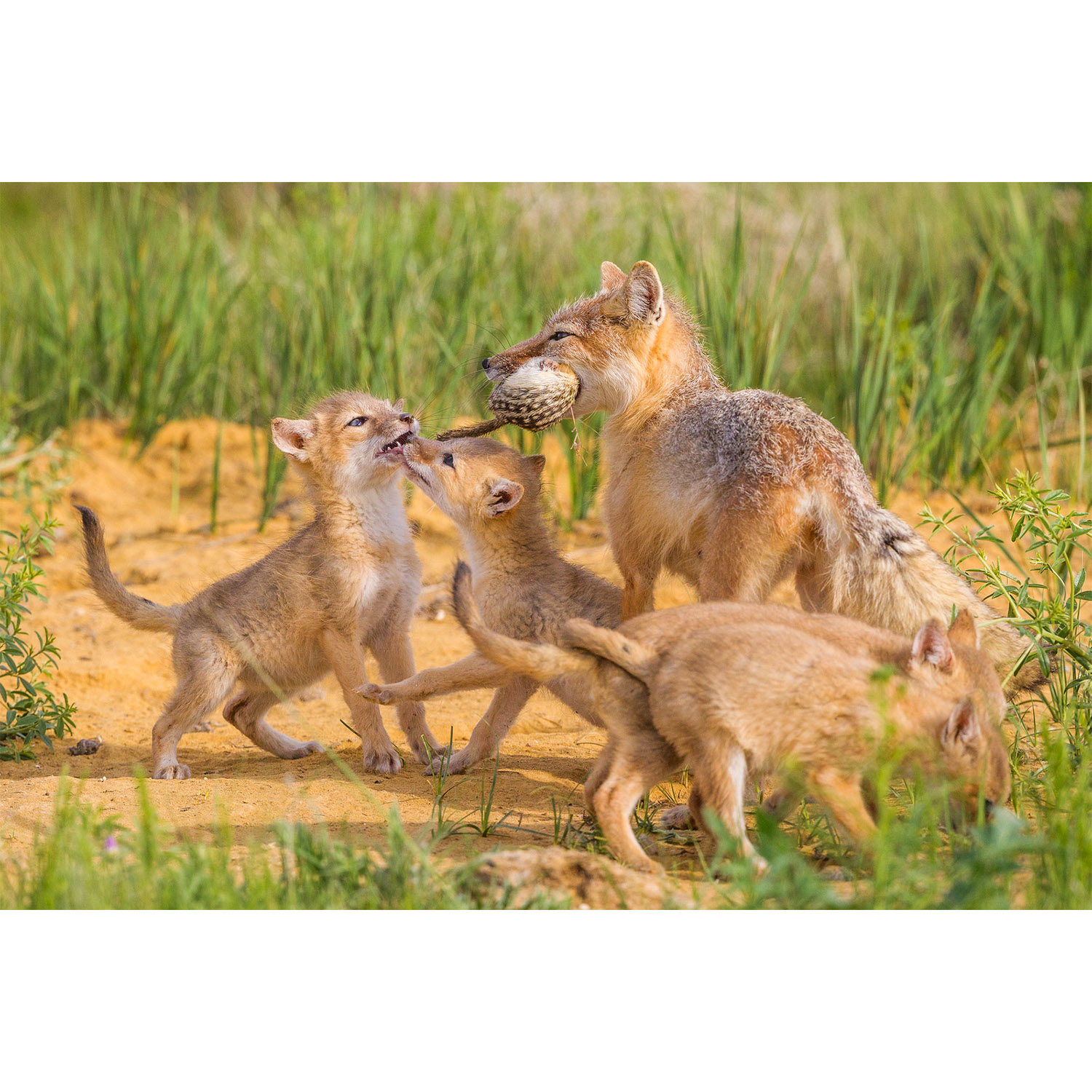 Vulpes velox Фото №8