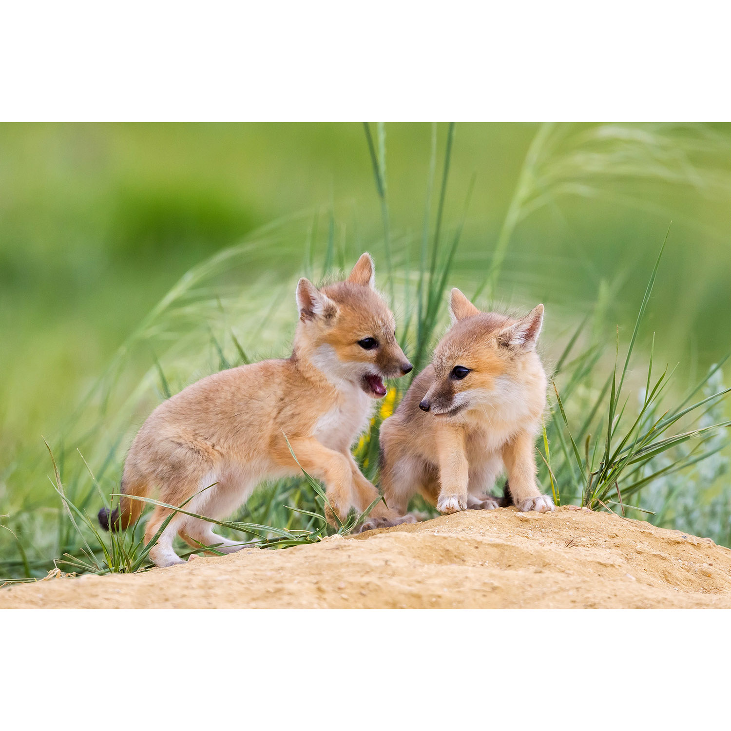Vulpes velox Фото №9
