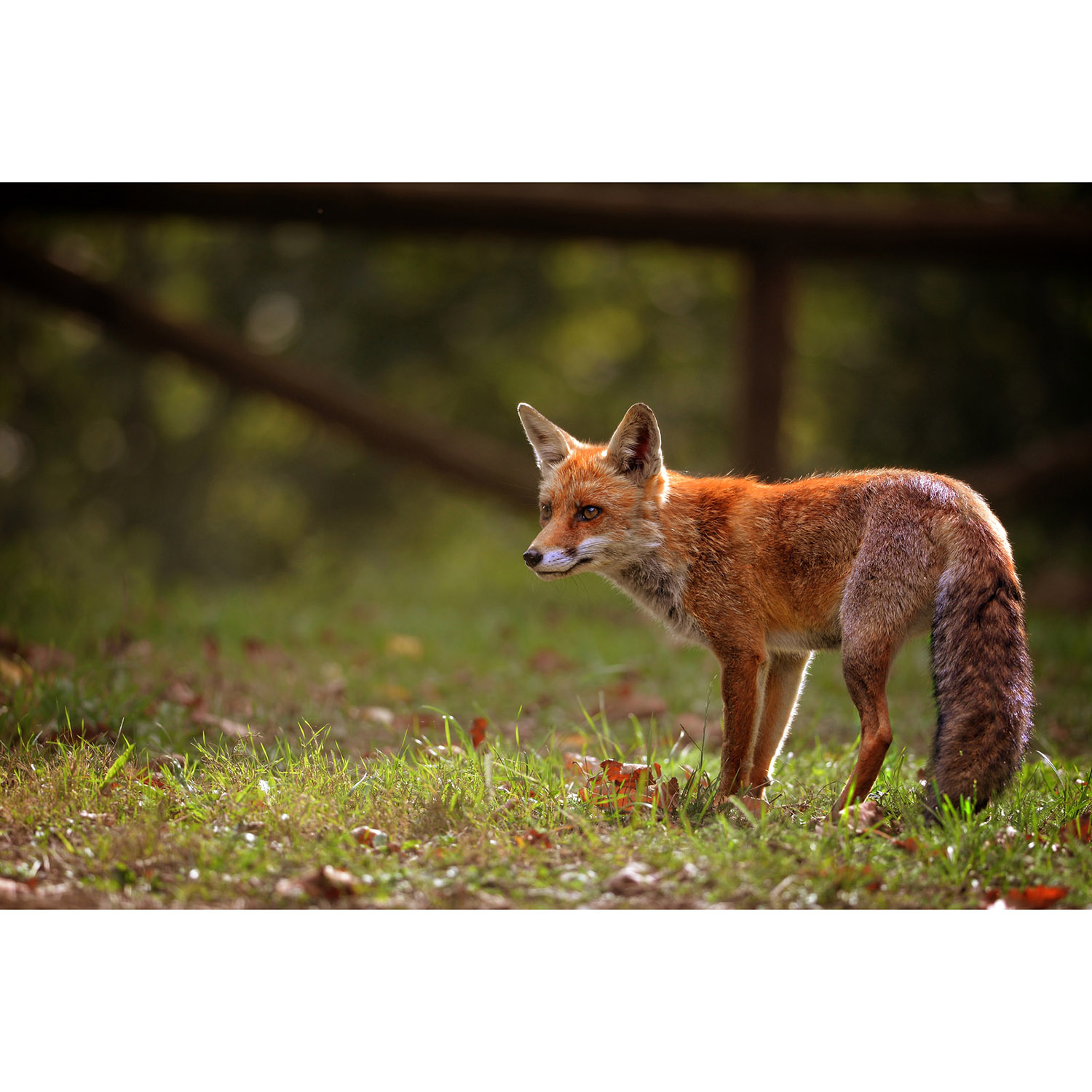 Vulpes vulpes Фото №2