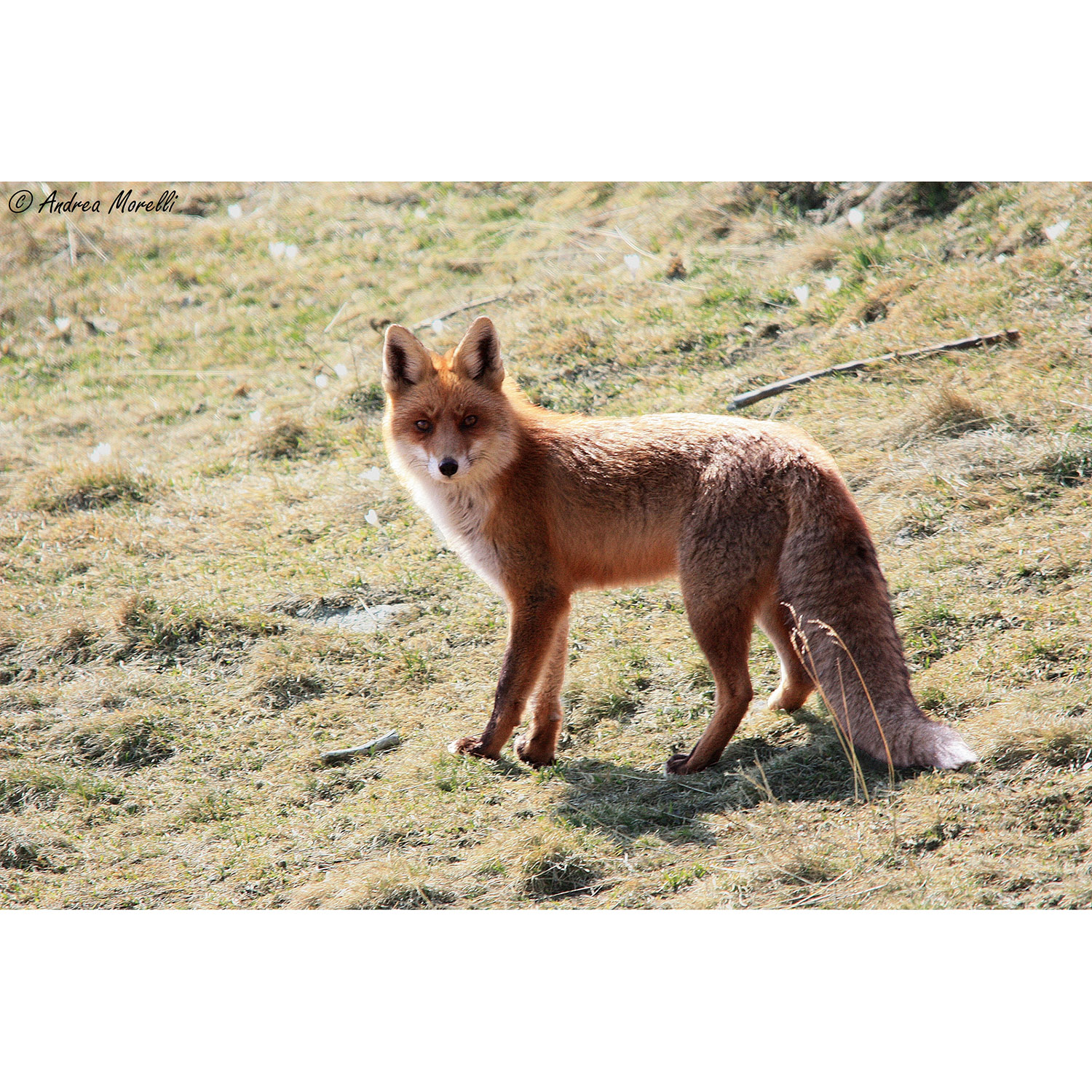Vulpes vulpes Фото №3