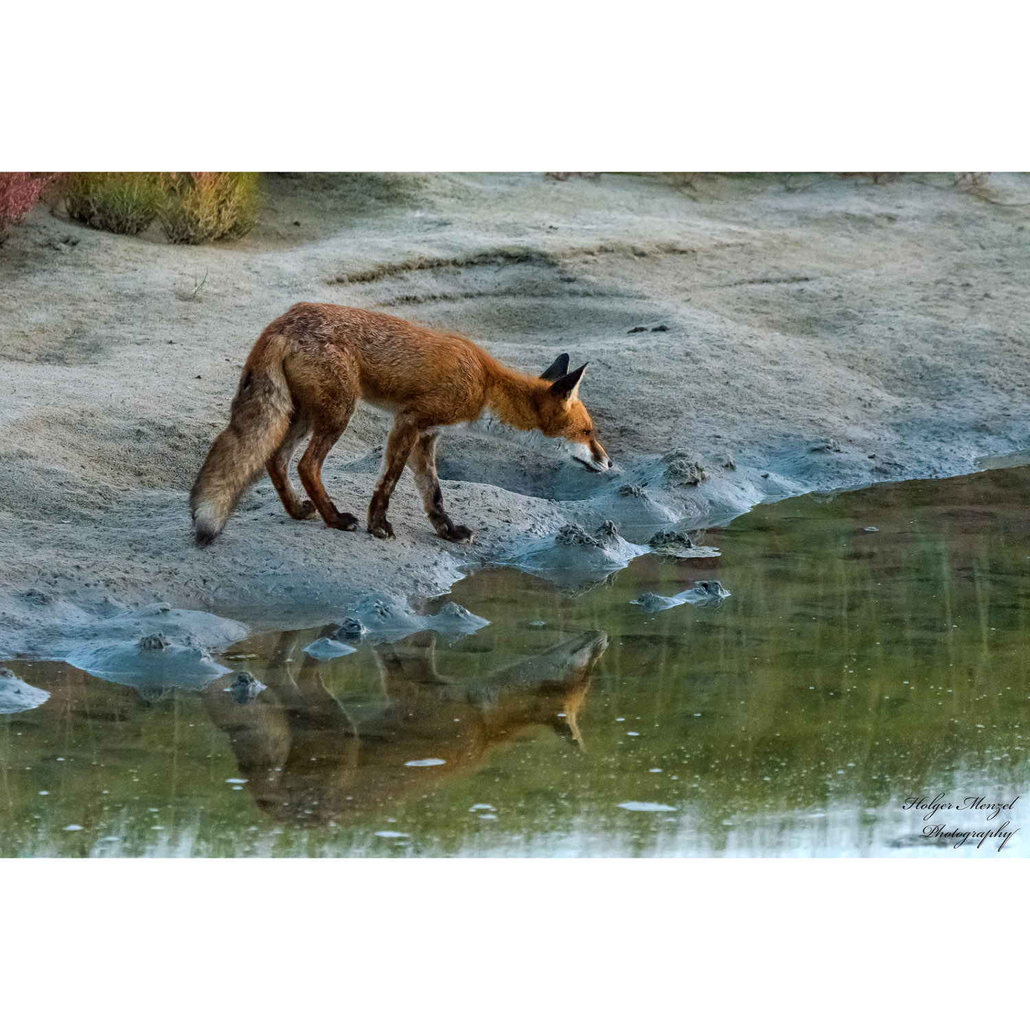 Vulpes vulpes Фото №4