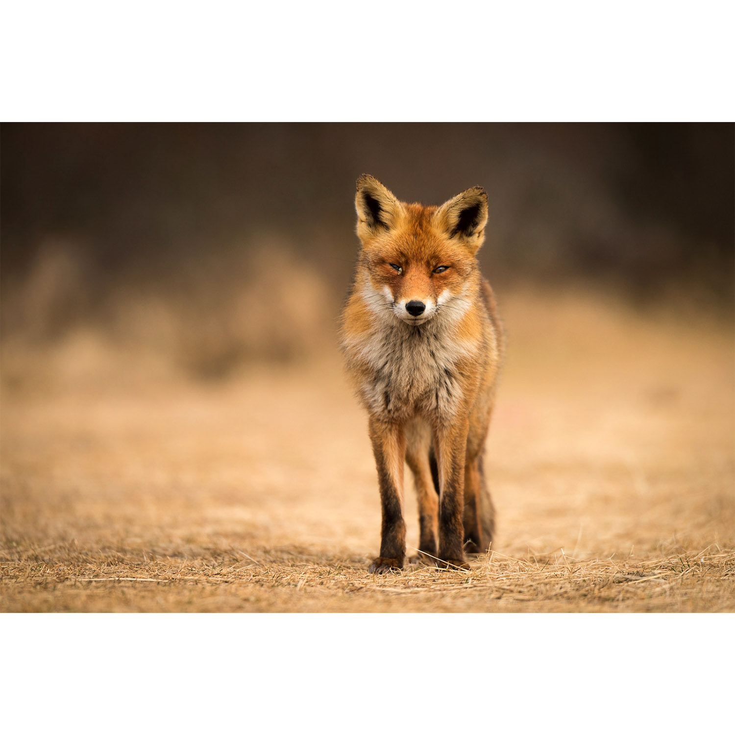 Vulpes vulpes Фото №6