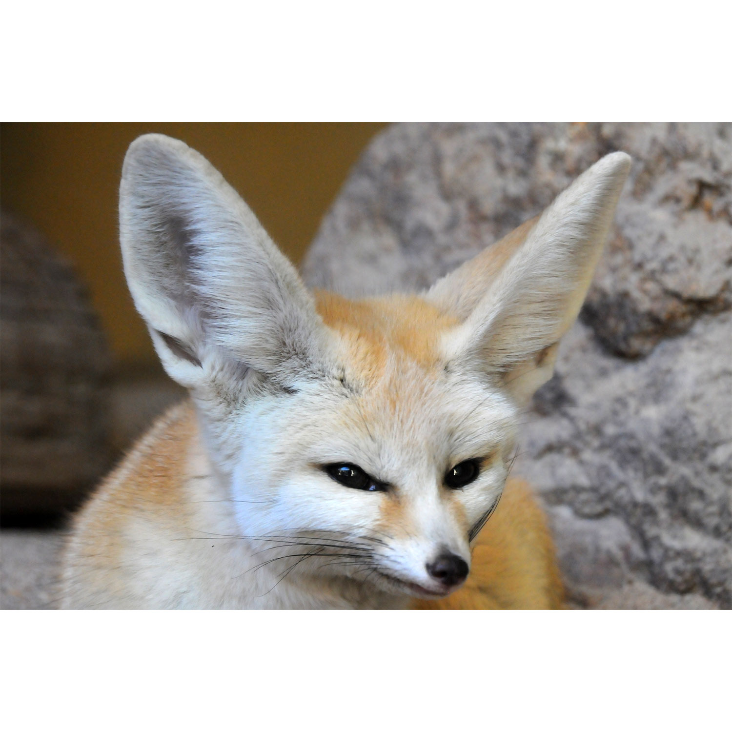 Vulpes zerda Фото №10