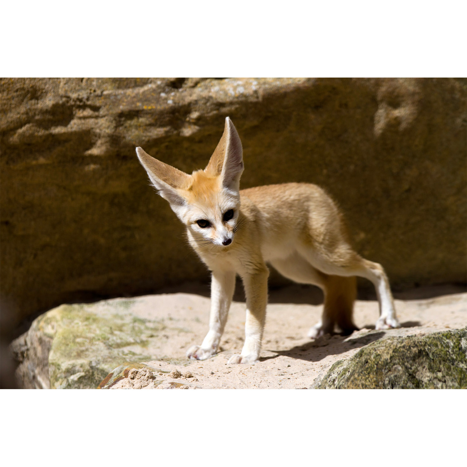 Vulpes zerda Фото №2