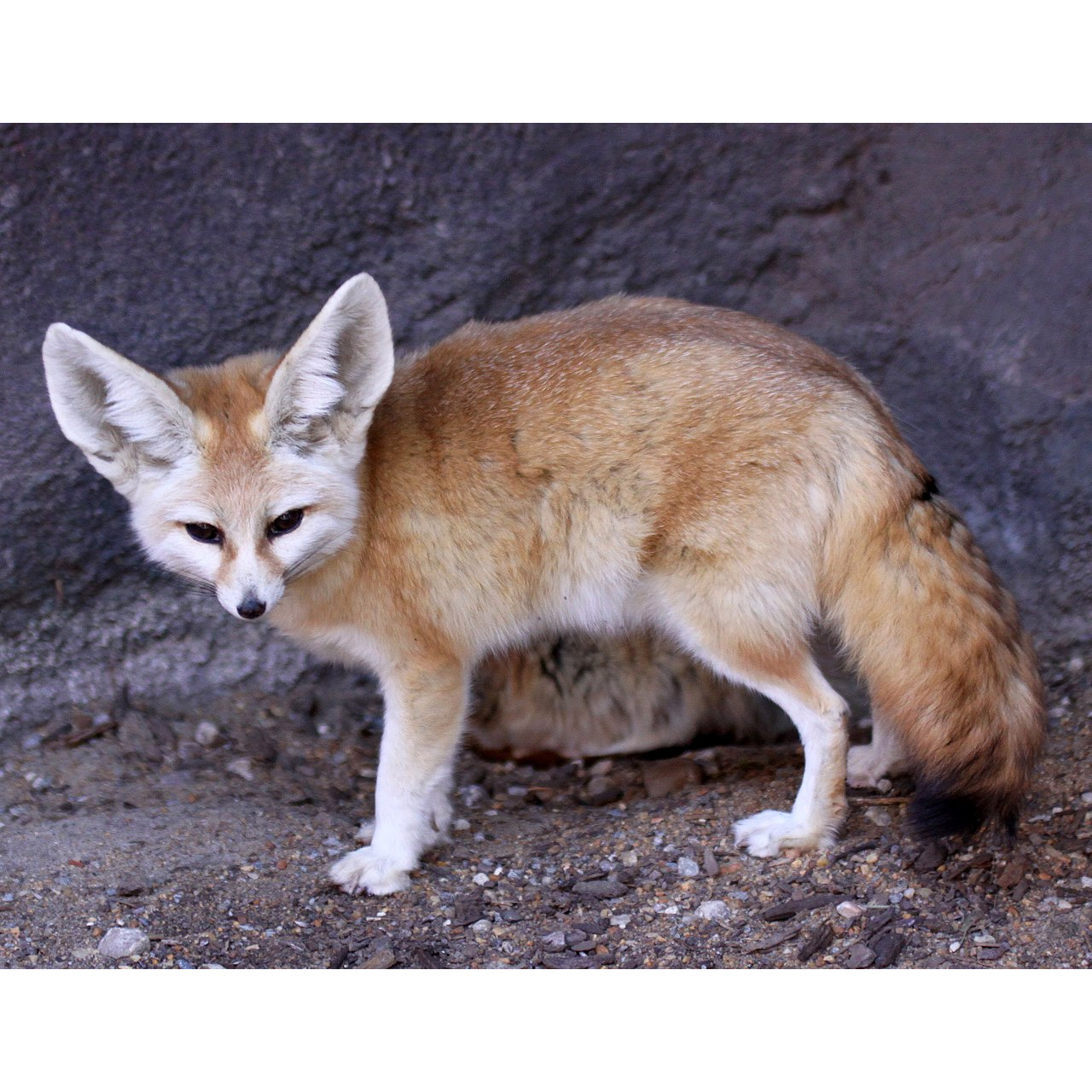 Vulpes zerda Фото №3