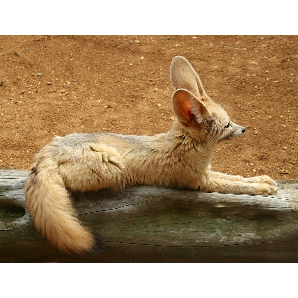 Vulpes zerda Фото №4