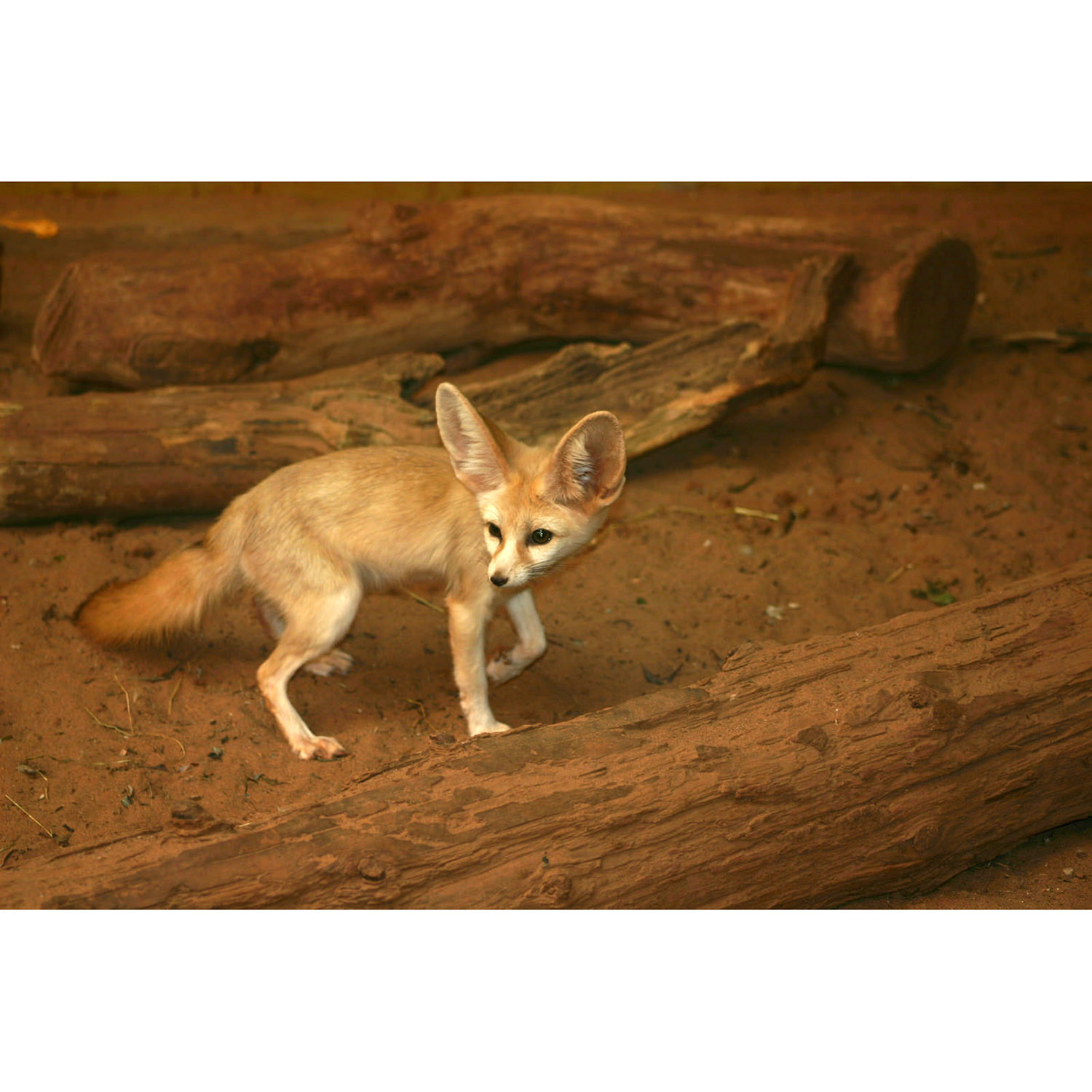 Vulpes zerda Фото №5