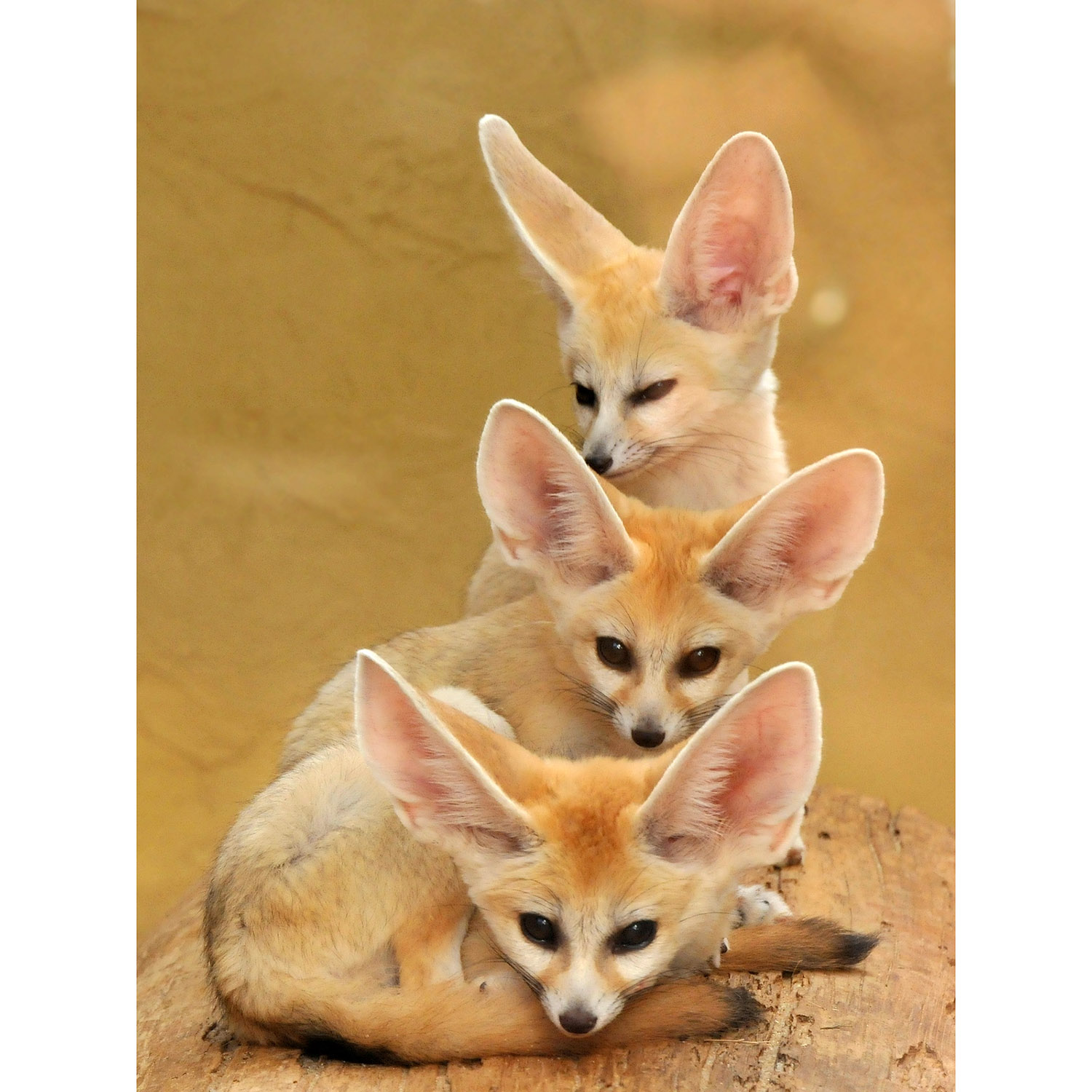 Vulpes zerda Фото №6