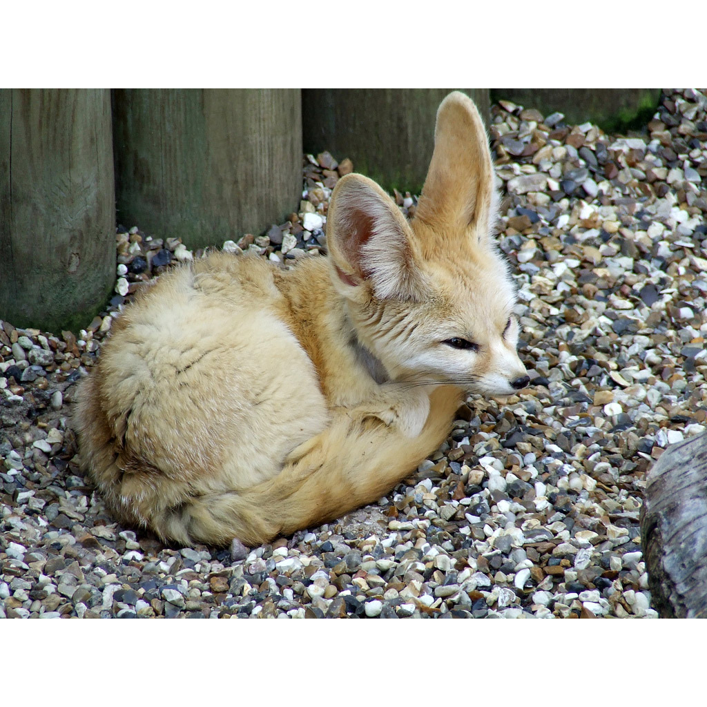 Vulpes zerda Фото №7