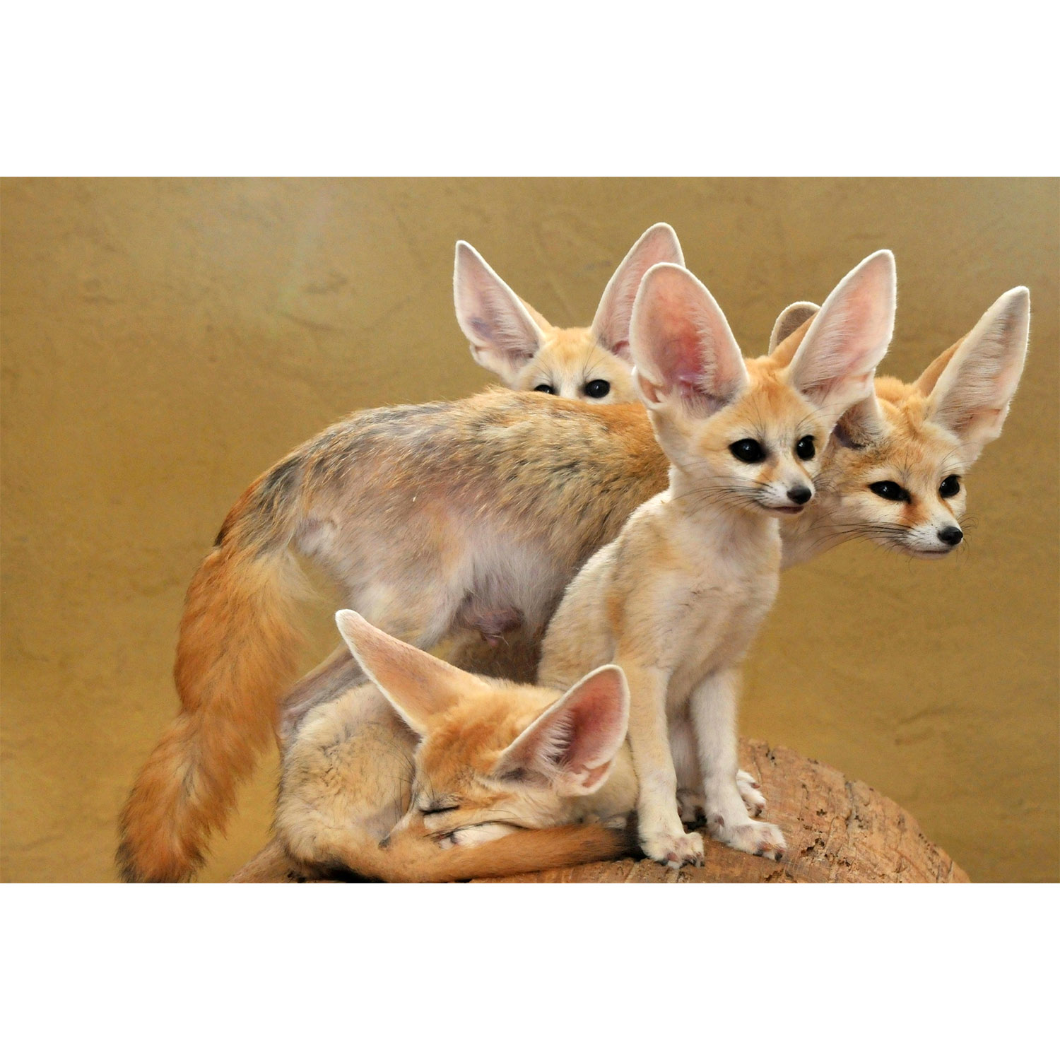 Vulpes zerda Фото №8