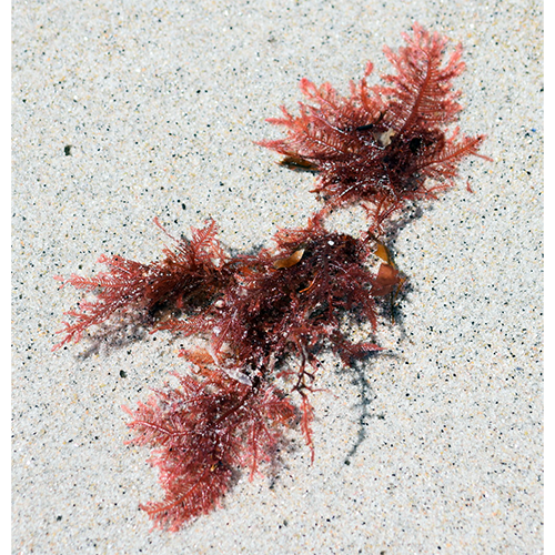 Семейство Wrangeliaceae фото