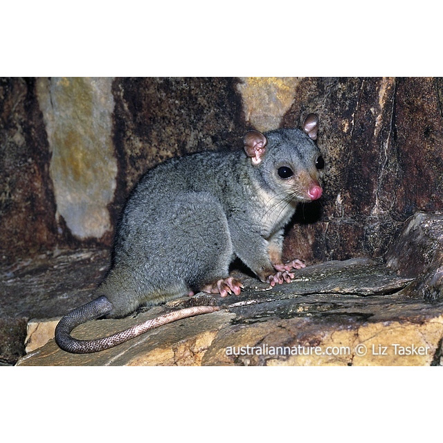 Чешуехвостый кускус (Wyulda squamicaudata) Фото №3