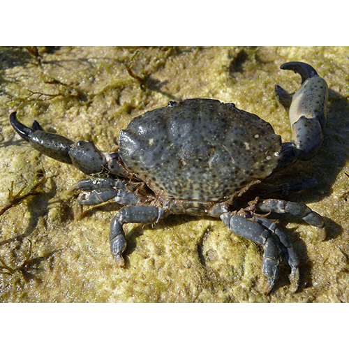 Семейство Xanthoidea фото