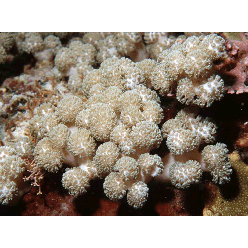 Семейство Xenidae  фото