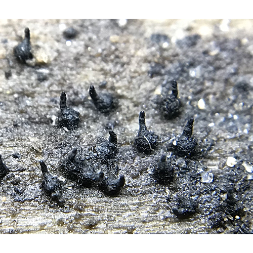 Отряд Xenospadicoidales фото