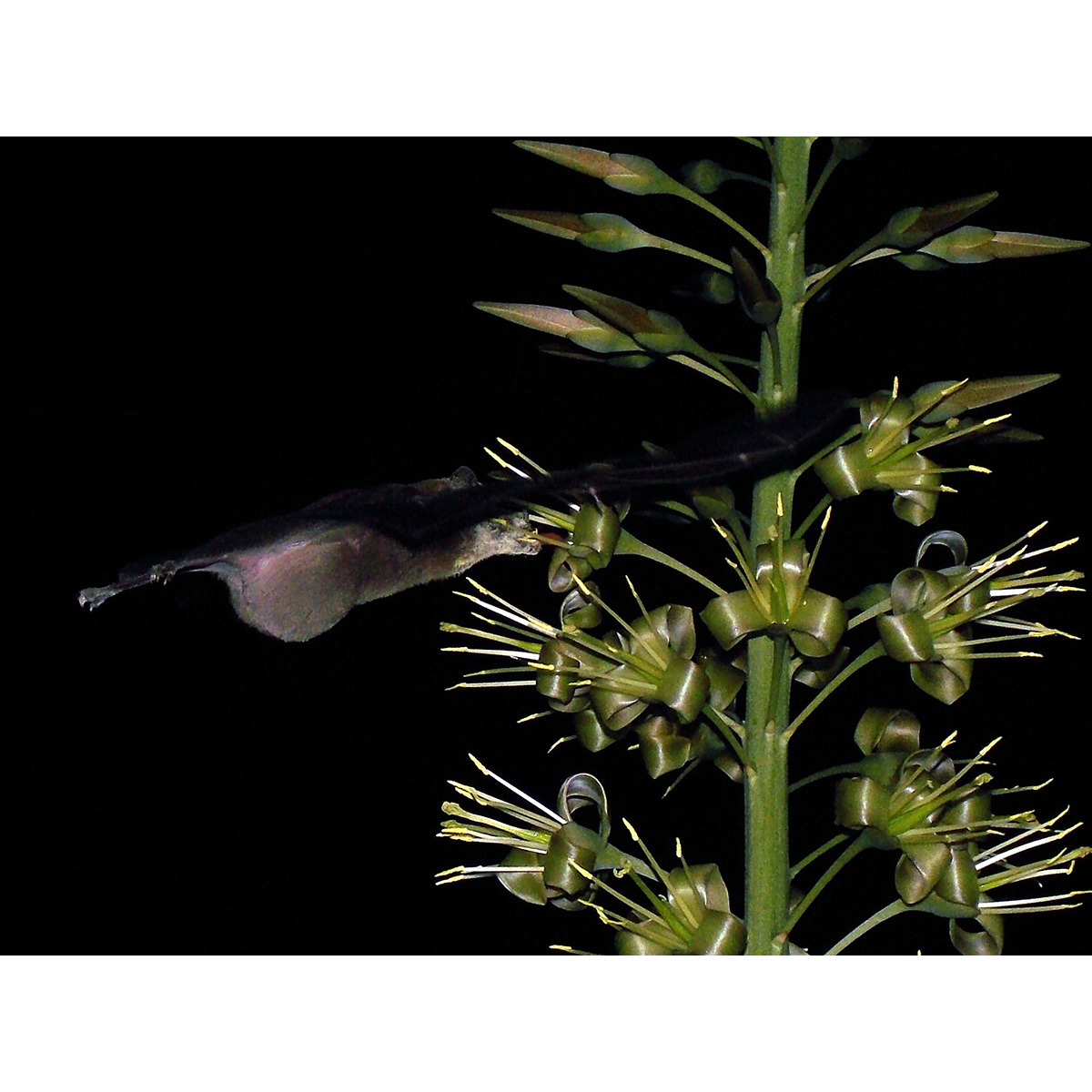 Vieira's long-tongued bat (Xeronycteris vieirai) Фото №3