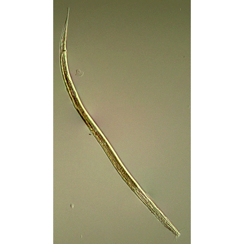 Семейство Xyalidae  фото