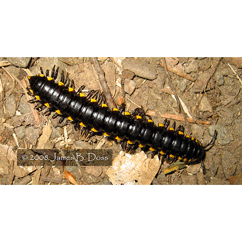 Семейство Xystodesmidae фото