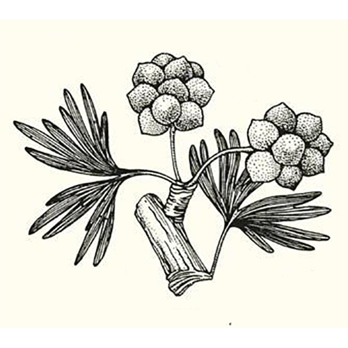 Семейство Yimaiaceae фото