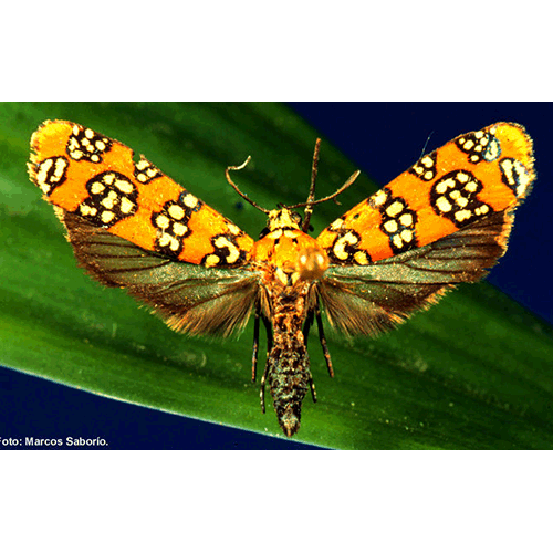 Семейство Yponomeutoidea фото