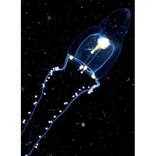 Семейство Zancleopsidae  фото