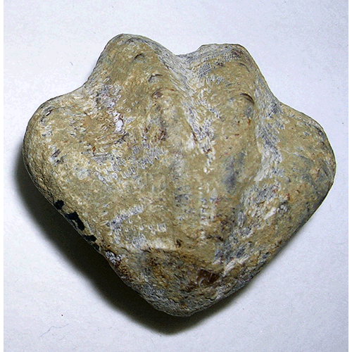 Семейство Zeillerioidea фото