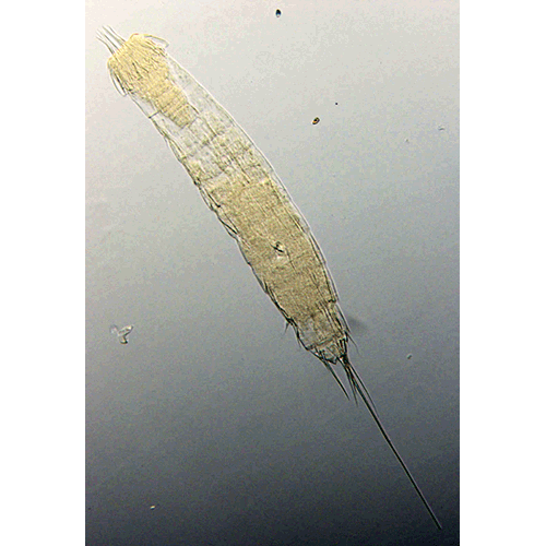 Семейство Zelinkaderidae  фото