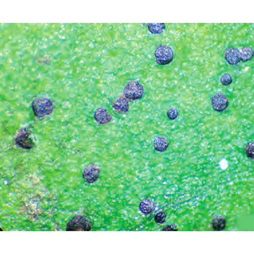 Отряд Zeloasperisporiales фото