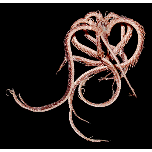 Семейство Zenometridae  фото