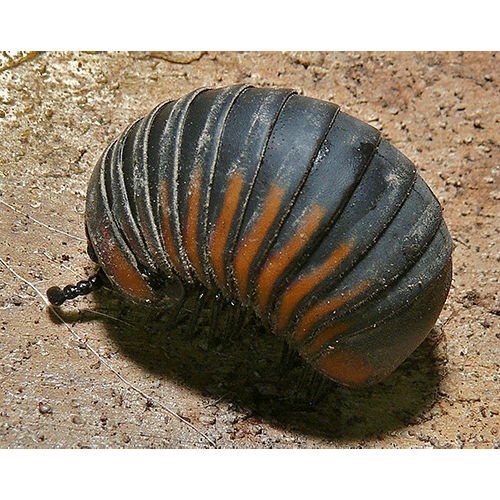 Семейство Zephronidae фото