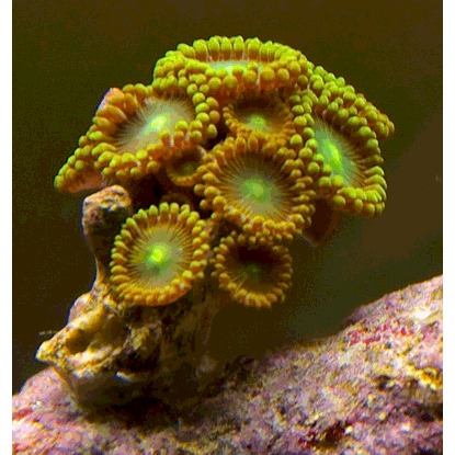 Семейство Zoanthidae  фото