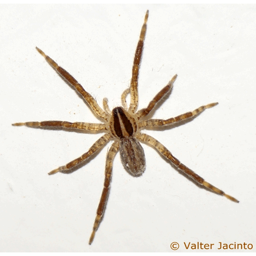 Семейство Zoridae фото