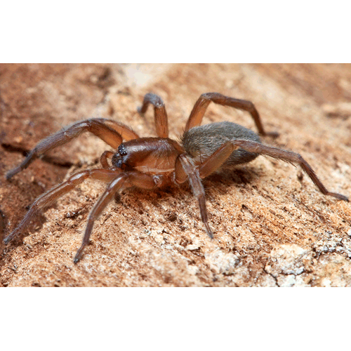 Семейство Zorocratidae фото