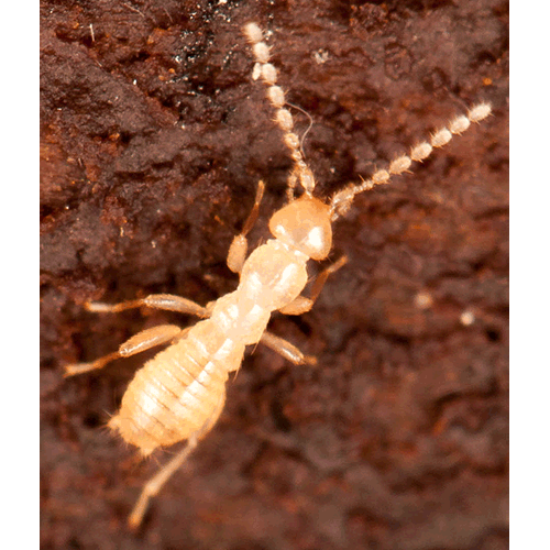 Семейство Zorotypidae фото
