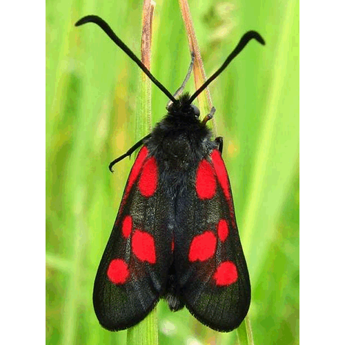 Семейство Zygaenoidea фото
